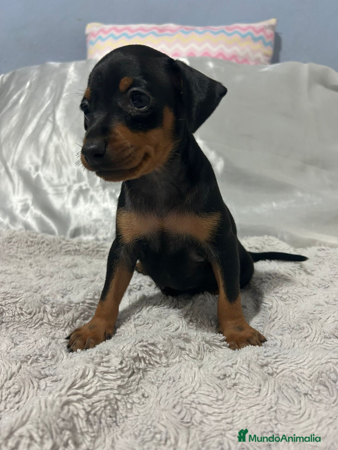 Pinscher Miniatura perros en venta: Pinscher miniatura  - Imagen 7