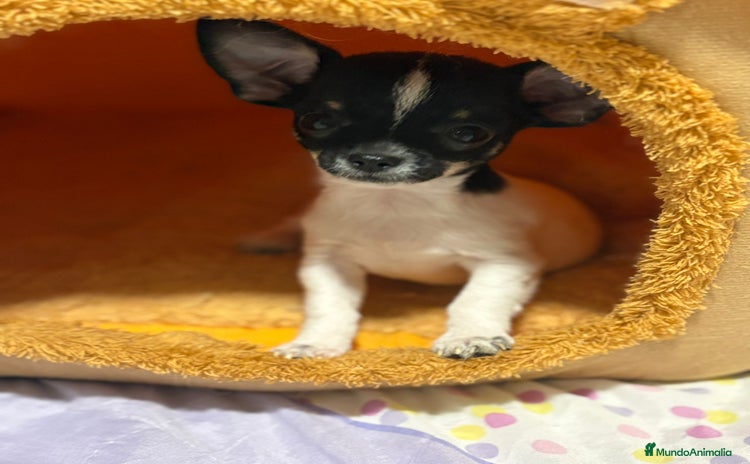 Chihuahua perros - Anuncio 6