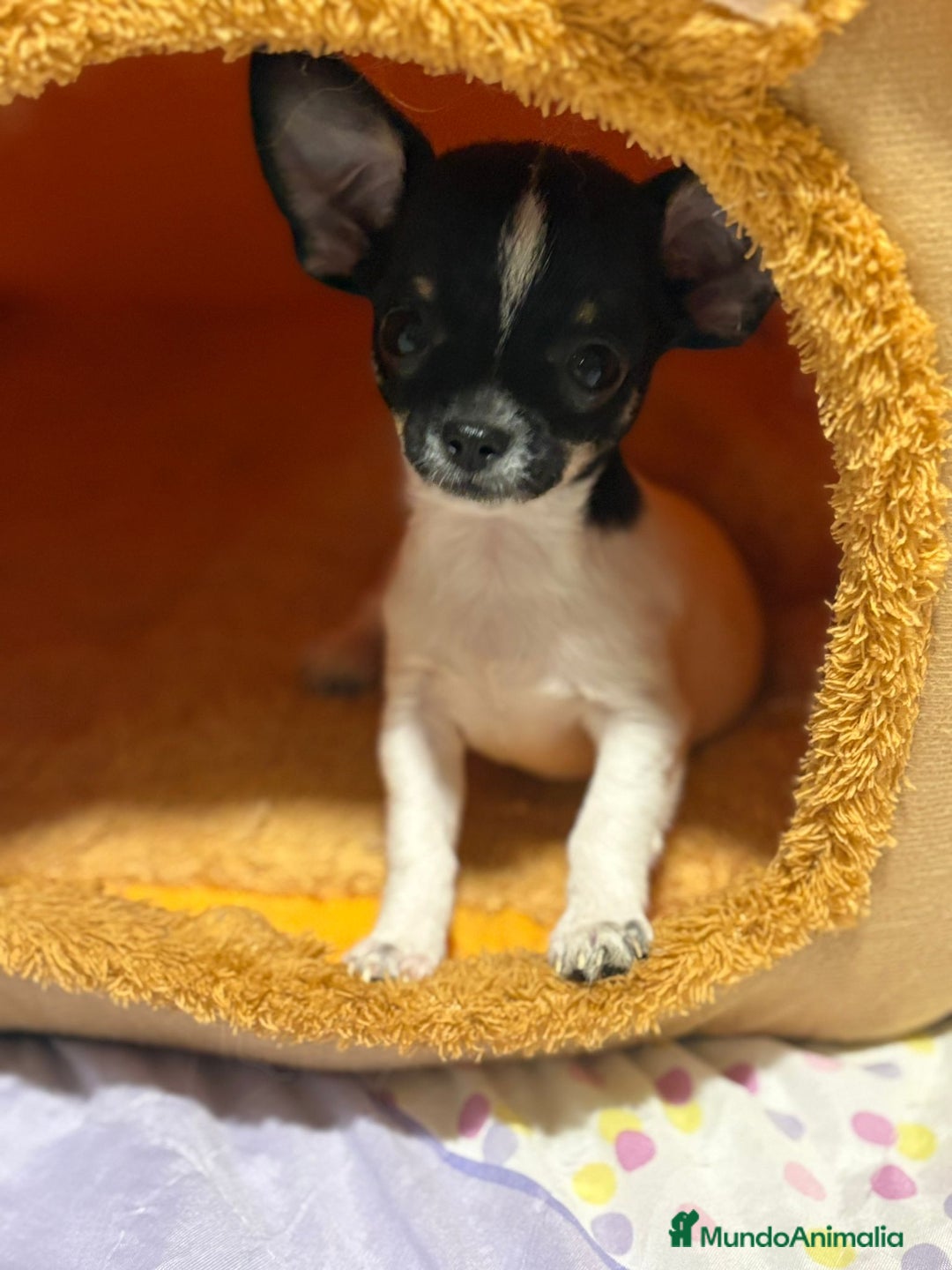 Chihuahua perros en venta: Chihuahua micro toy  - Imagen 1