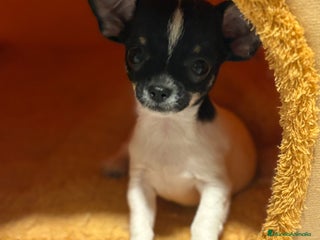Chihuahua perros - Anuncio 13