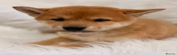 Shiba Inu perros en venta: Shiba Inu  - Anuncio 4