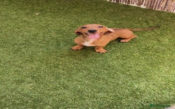 Teckel perros en venta: Teckel ♂️  - Imagen 5
