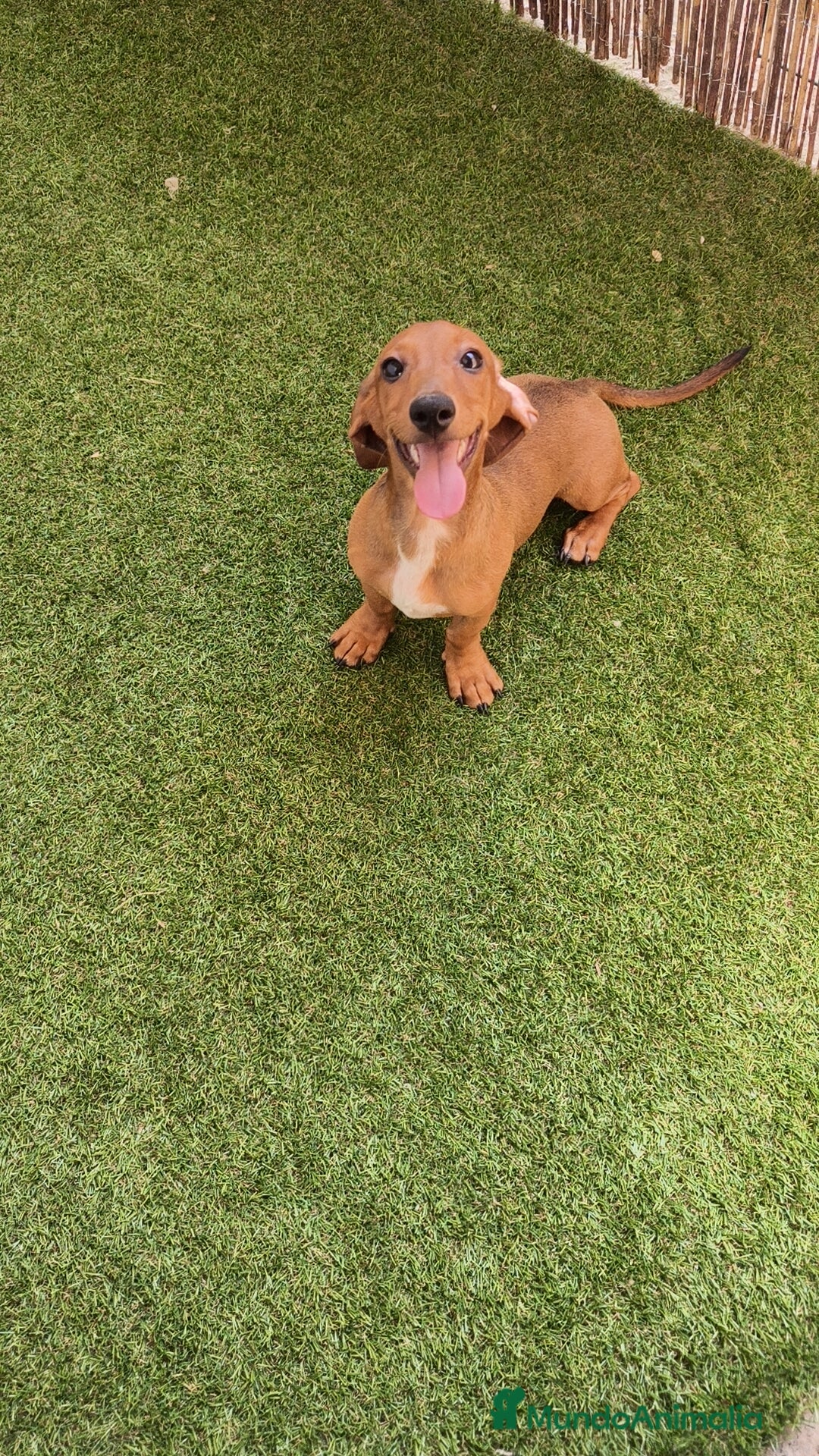 Teckel perros en venta: Teckel ♂️  - Imagen 5