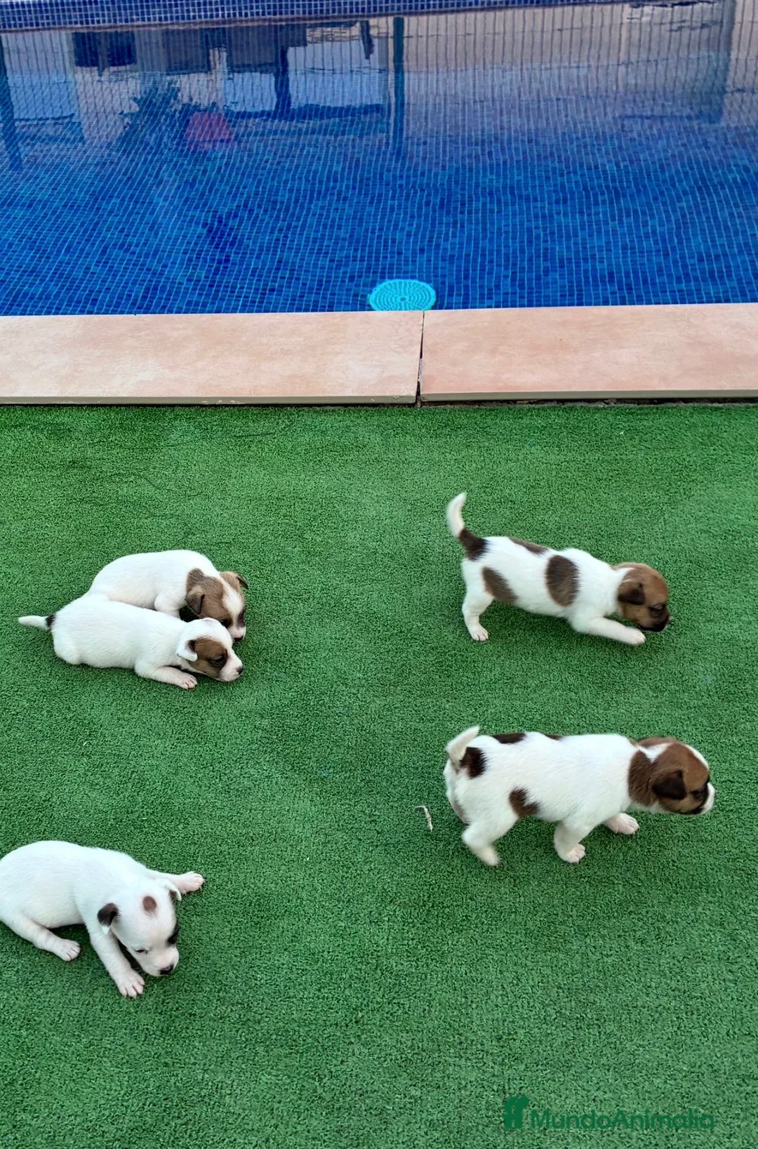 Jack Russell Terrier perros en venta: Jack russell terrier  - Anuncio 13