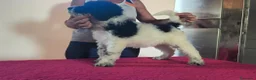 Caniche Gigante perros en venta: Caniches gigantes  - Anuncio 10