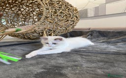Ragdoll gatos en venta: Gatitos Ragdoll 19-05 - Imagen 6