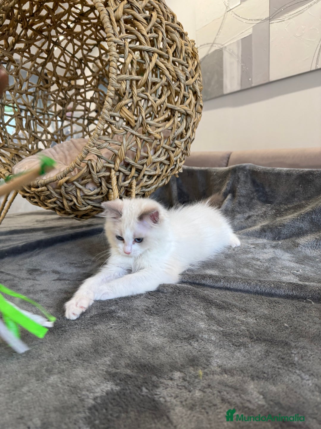 Ragdoll gatos en venta: Gatitos Ragdoll 19-05 - Imagen 6