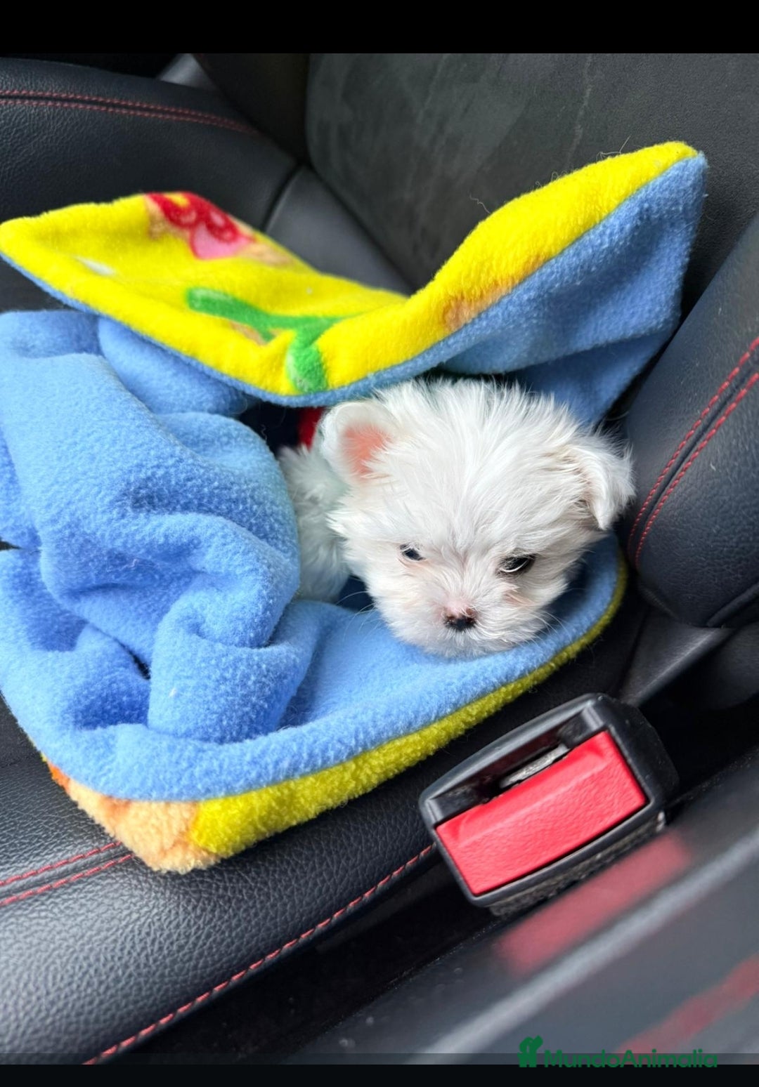 Bichón Maltés perros Bichón maltes miniatura  - Anuncio 25