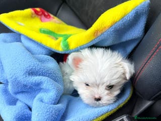 Bichón Maltés perros Bichón maltes miniatura - Anuncio 24