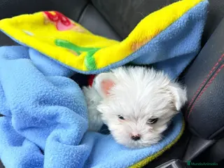 Bichón Maltés perros Bichón maltes miniatura - Anuncio 42