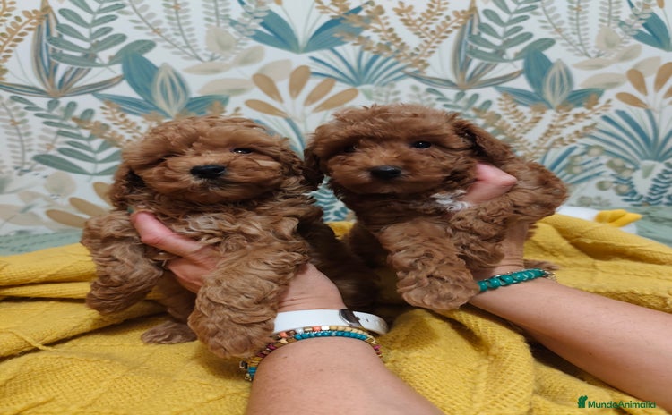 Caniche Toy perros - Anuncio 4