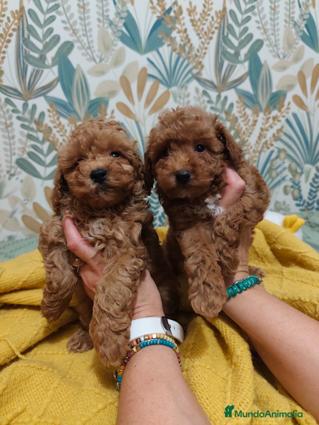 Caniche Toy perros en venta: Hembras toy disponible❗❗❗ - Imagen 1
