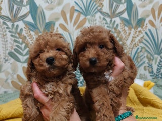 Caniche Toy perros - Anuncio 2