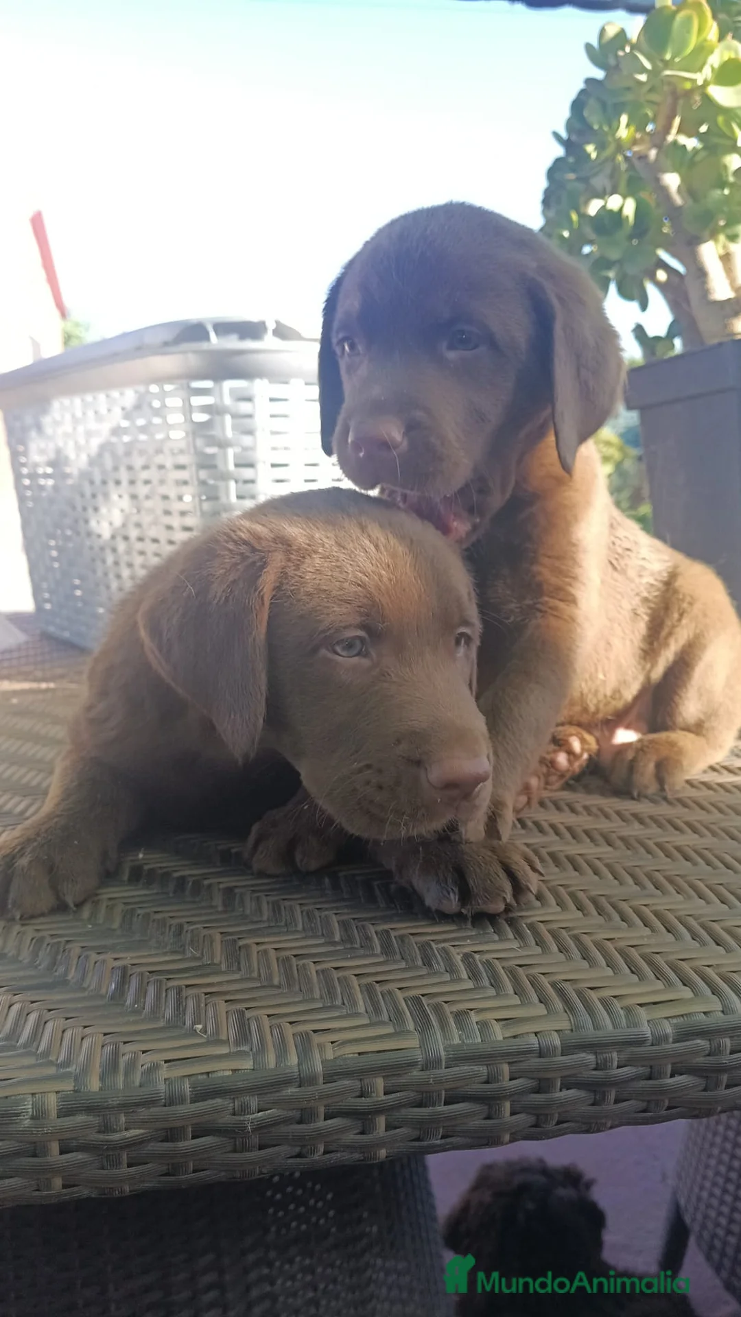 Labrador Retriever perros en venta: Labrador retriever chocolate🐾🐶 en Cádiz - Anuncio 1