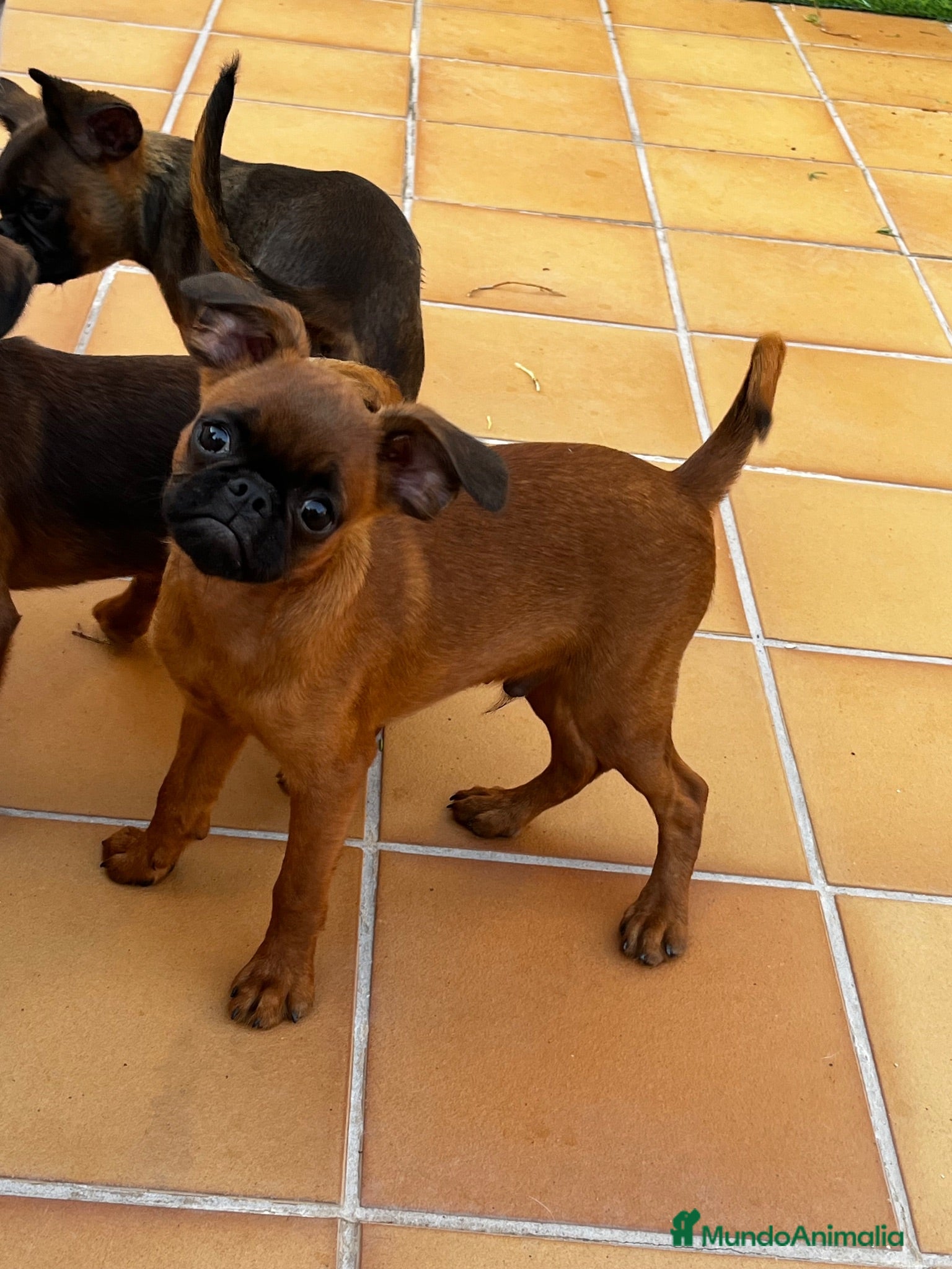 Raza Mixta perros Petit Brabançon  - Anuncio 1