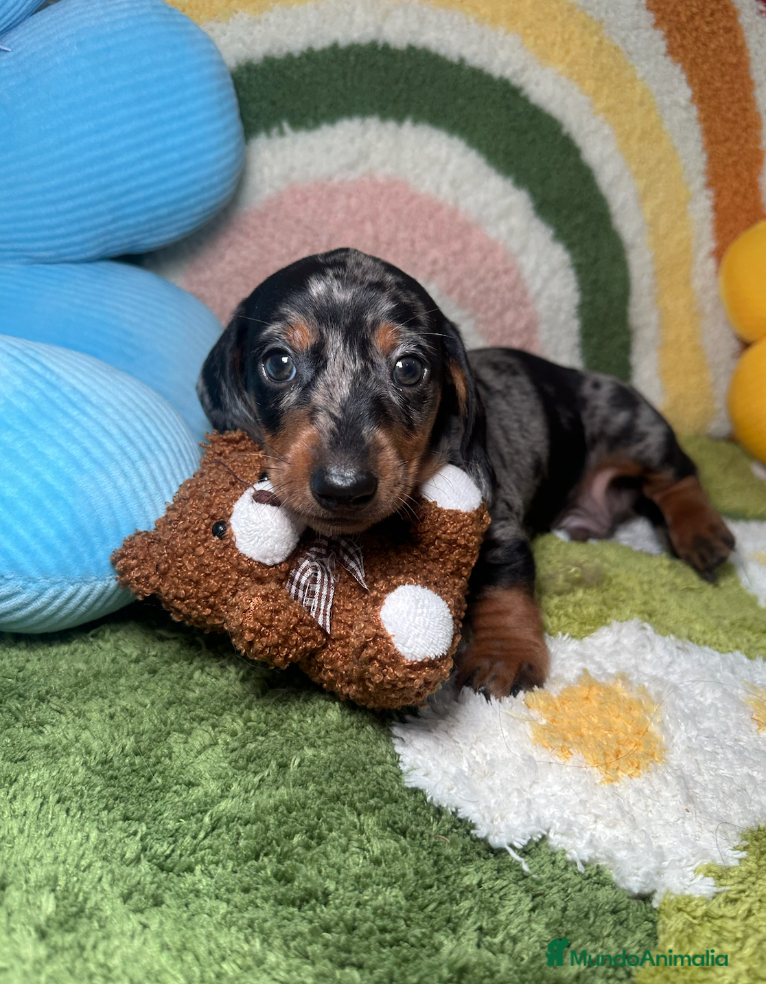 Teckel Miniatura perros Teckel Kaninchen Arlequin Plata - Anuncio 1