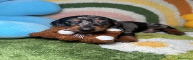 Teckel Miniatura Cachorro 1