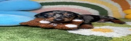 Teckel Miniatura perros en venta: Teckel Kaninchen Arlequin Plata - Anuncio 1