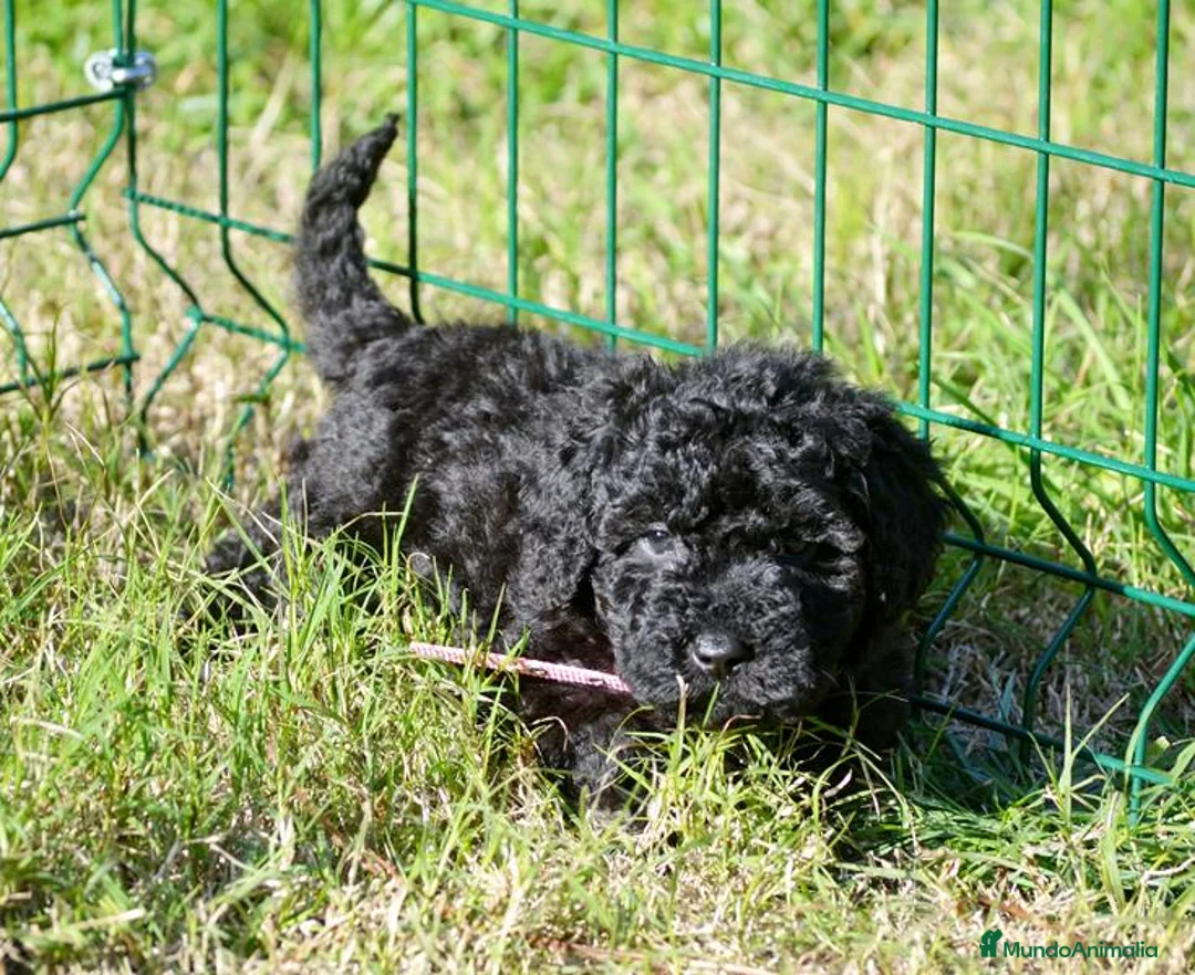 Perro de Agua Español perros en venta: CACHORRO PERRO DE AGUA ESPAÑOL  - Anuncio 6