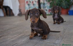 Teckel Miniatura perros en venta: 🐾 Bongo y Cacao – Teckel miniatura 🐾 - Imagen 1