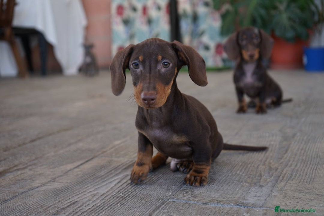 Teckel Miniatura perros en venta: 🐾 Bongo y Cacao – Teckel miniatura 🐾 - Imagen 1