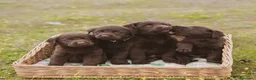 Labrador Retriever perros en venta: Cachorros de Labrador chocolate  - Anuncio 6