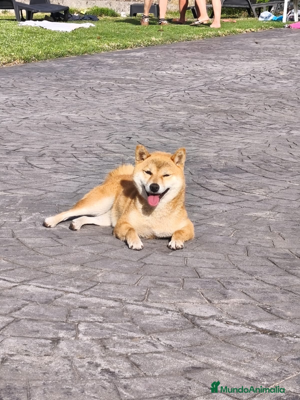 Shiba Inu perros SINA INU EN PONTEVEDRA - Anuncio 6