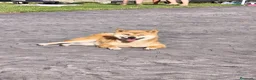 Shiba Inu perros en venta: SINA INU EN PONTEVEDRA - Anuncio 1