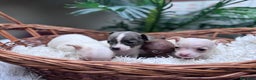 Chihuahua perros en venta: CHIHUAHUA  - Anuncio 9