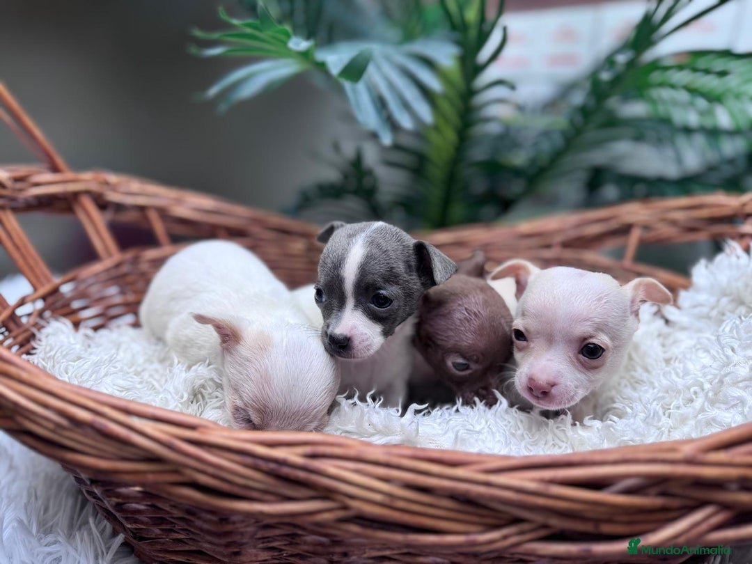 Chihuahua perros en venta: CHIHUAHUA  - Anuncio 9