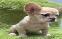 Bulldog Francés perros en venta: BULLDOG FRANCÉS FLUFFY PLATINUM - Imagen 7