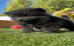 Pomerania perros en venta: POMERANIA HEMBRA - Imagen 13