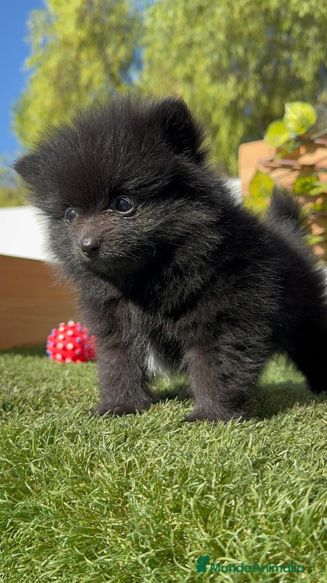 Pomerania perros en venta: POMERANIA HEMBRA - Imagen 13