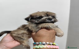 Morkie perros en venta: Morkie ( Bichón con yorkshire) - Imagen 1