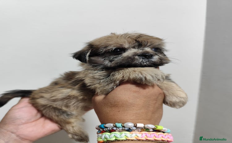 Morkie perros - Anuncio 1