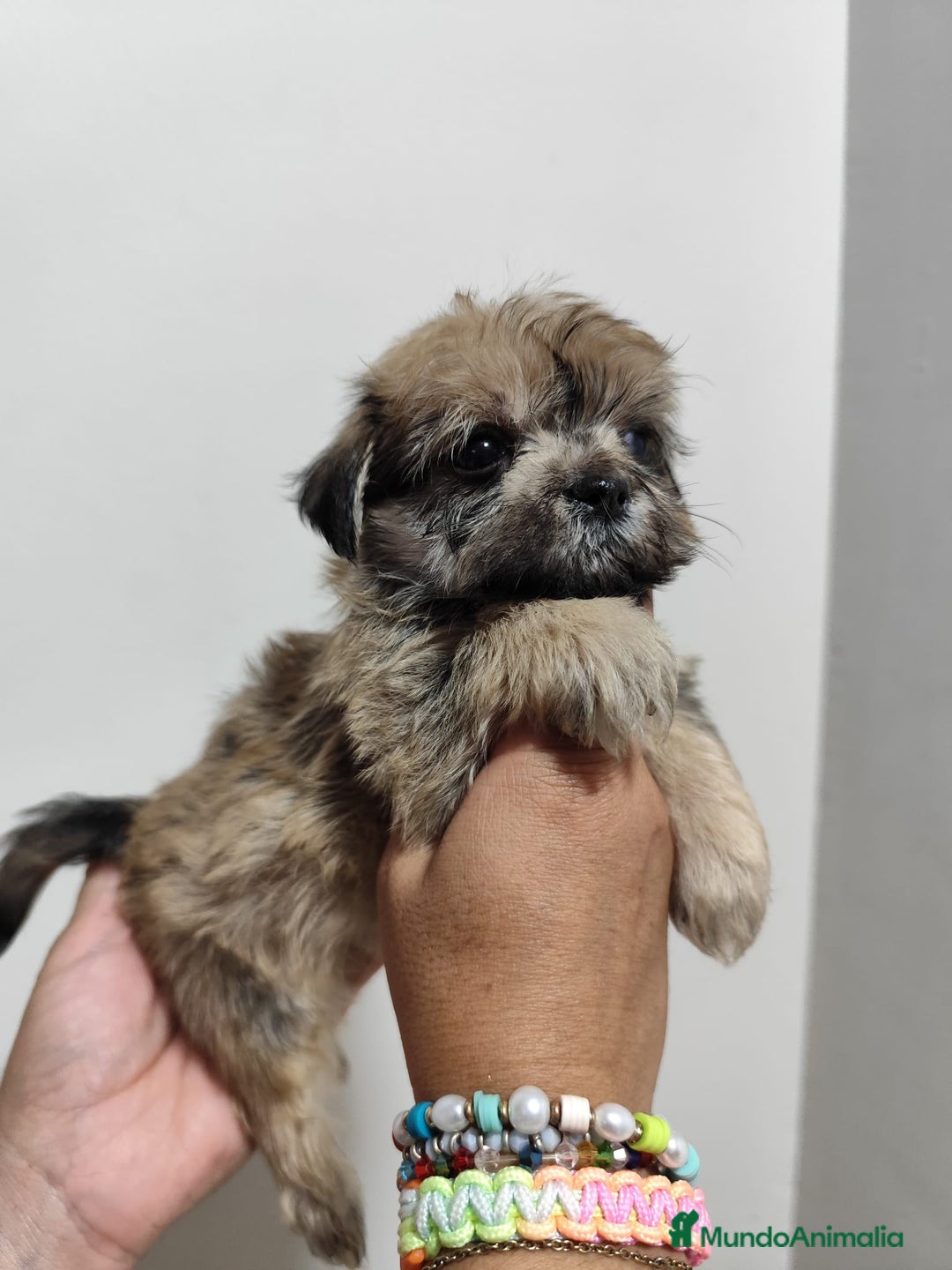 Morkie perros en venta: Morkie ( Bichón con yorkshire) - Imagen 1