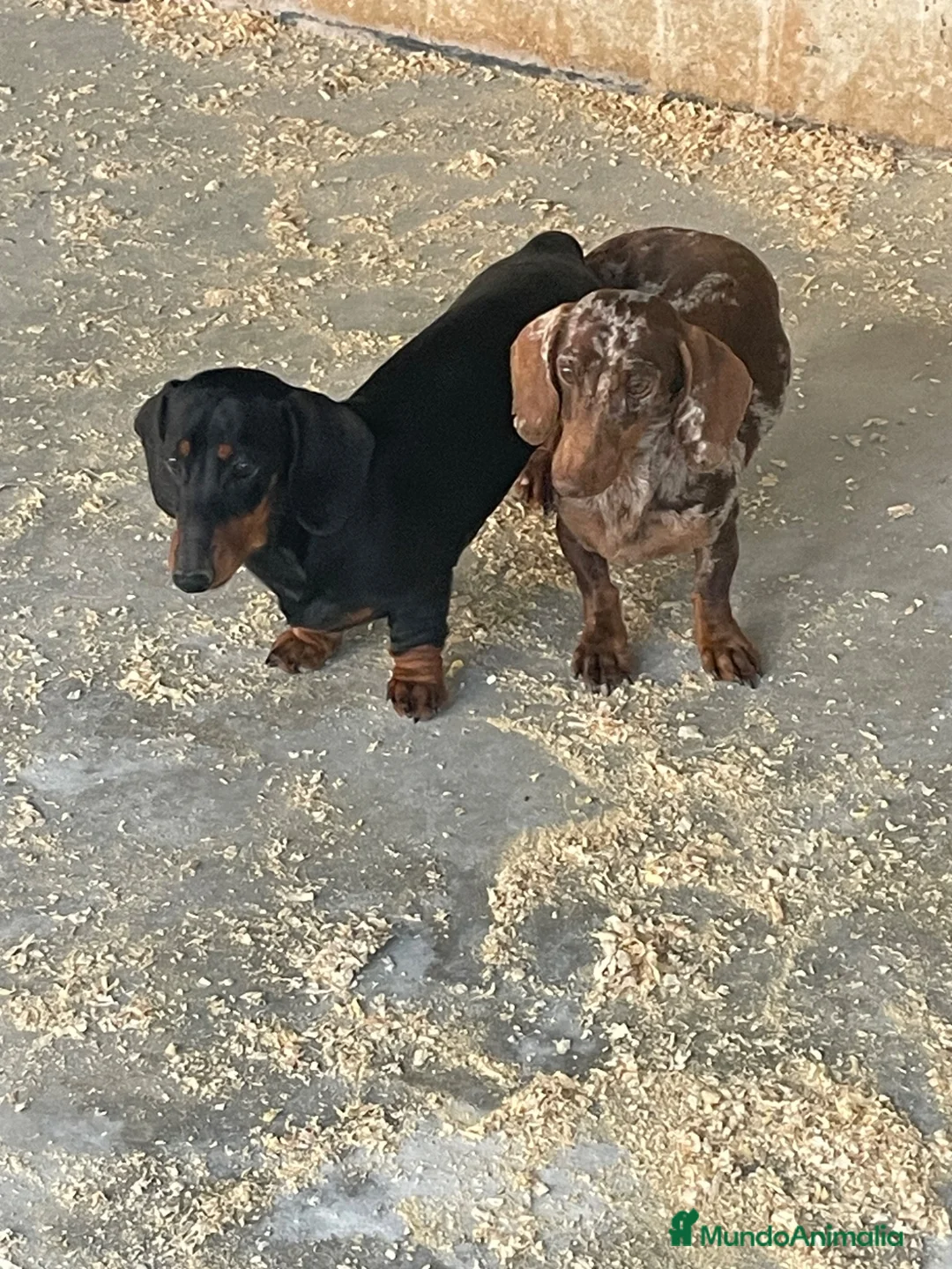 Teckel Miniatura perros en venta: Cachorros Teckel miniatura chocolate y arlequín  - Anuncio 15