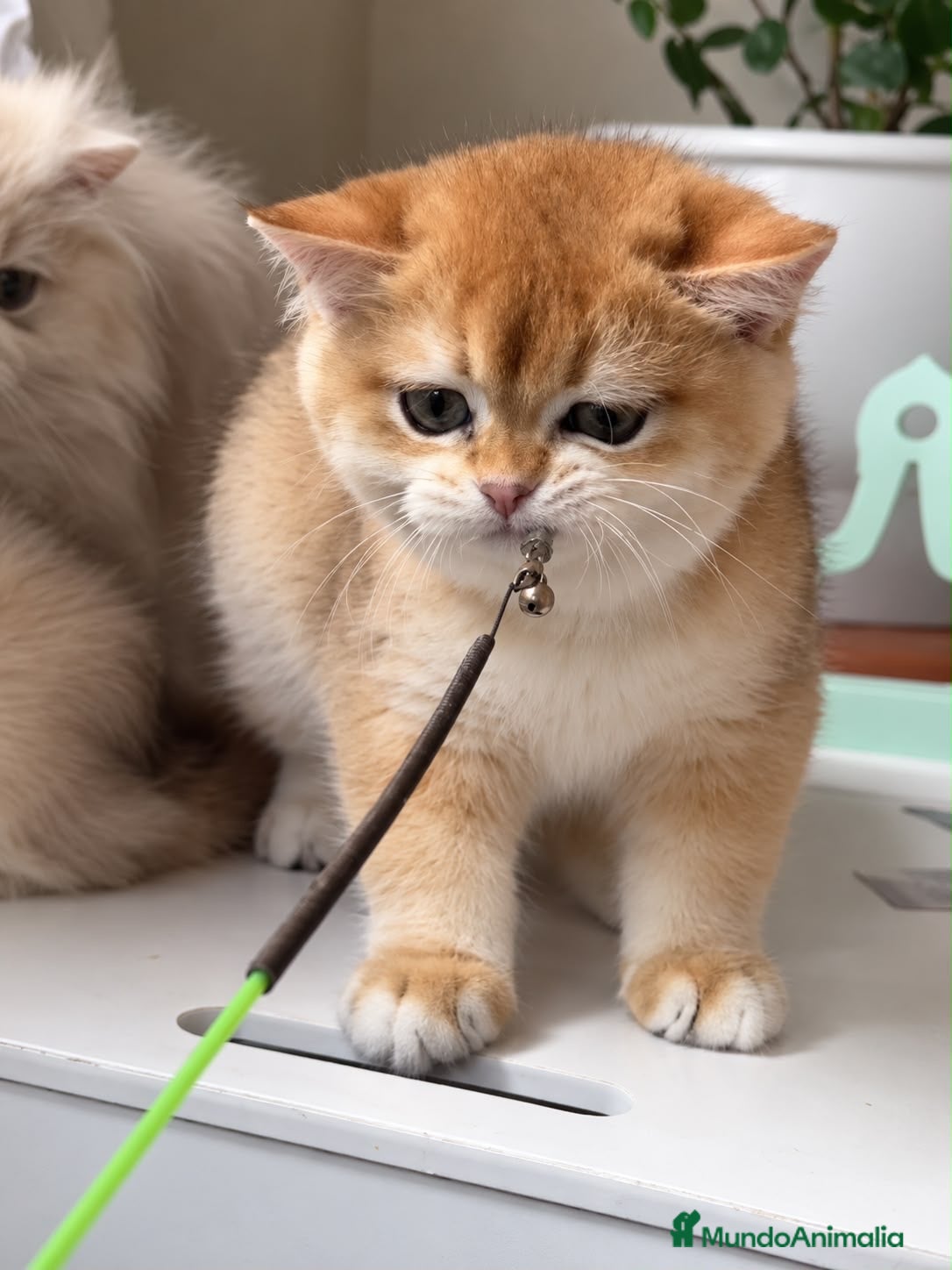 Británico de Pelo Corto gatos Gatitos Británicos  - Anuncio 1