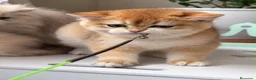 Británico de Pelo Corto gatos en venta: Gatitos Británicos  - Anuncio 1