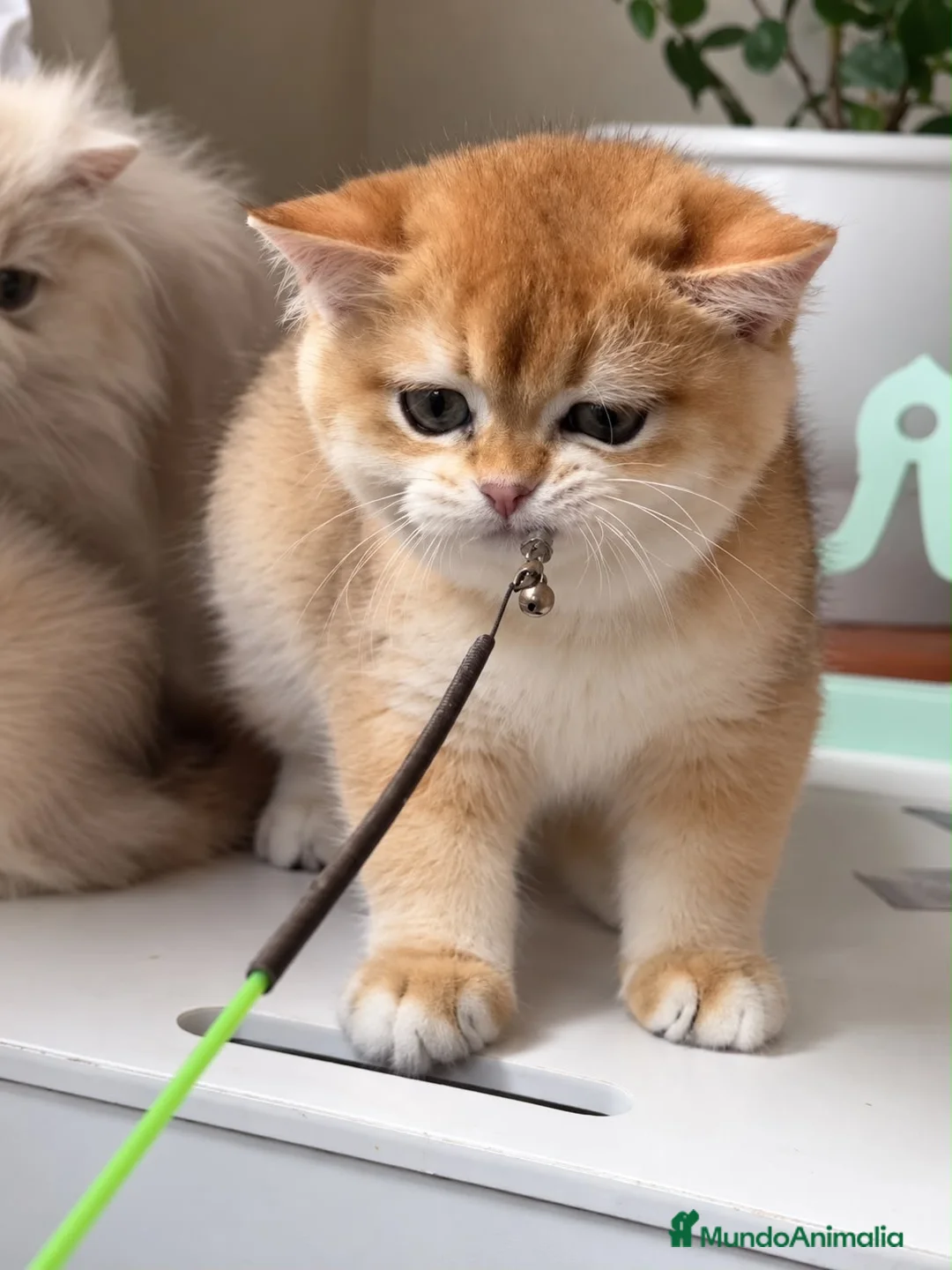 Británico de Pelo Corto gatos en venta: Gatitos Británicos  - Anuncio 1