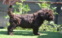 Perro de Agua Español perros en venta: cachorro macho perro de agua español - Imagen 6