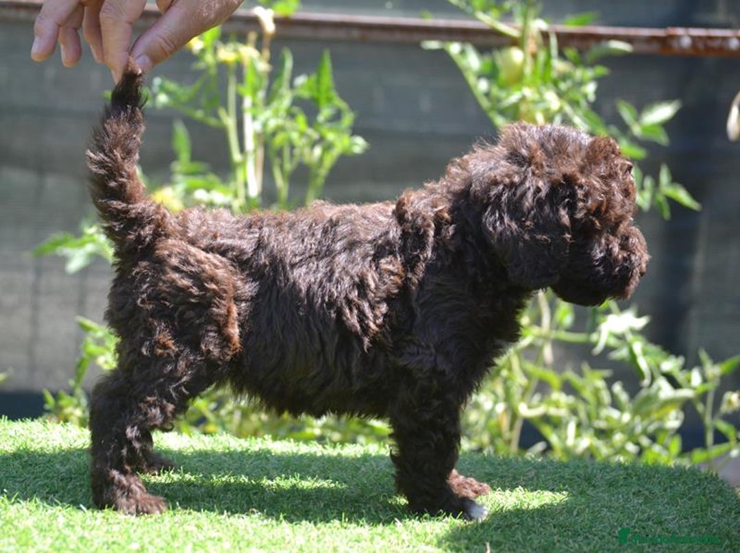 Perro de Agua Español perros en venta: cachorro macho perro de agua español - Imagen 6