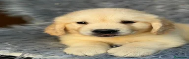 Golden Retriever 2