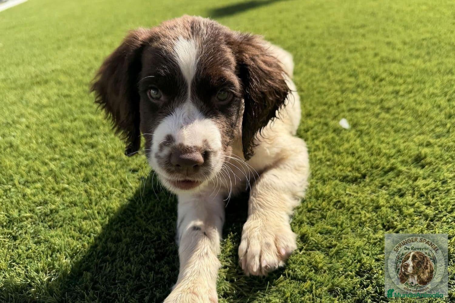 English Springer Spaniel perros Leo de Reverte - Anuncio 1
