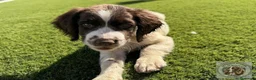 English Springer Spaniel perros en venta: Leo de Reverte - Anuncio 1