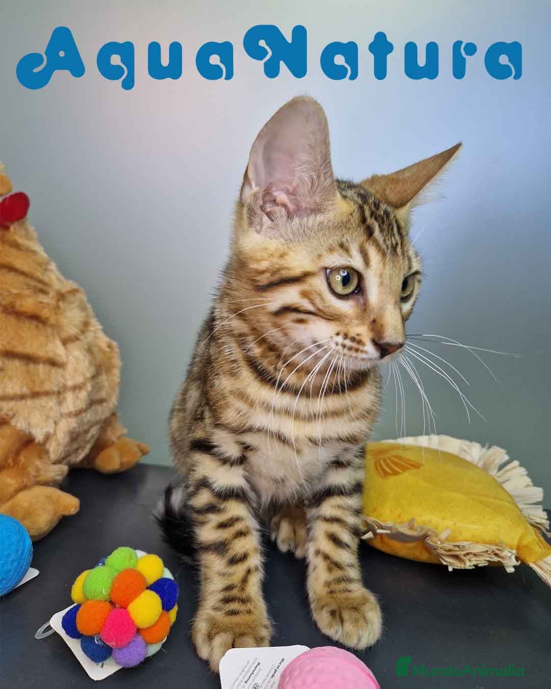 Bengalí gatos Bengali Macho 4605 AQUANATURA - Anuncio 36