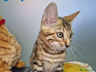 Bengalí gatos Bengali Macho 4605 AQUANATURA - Anuncio 8