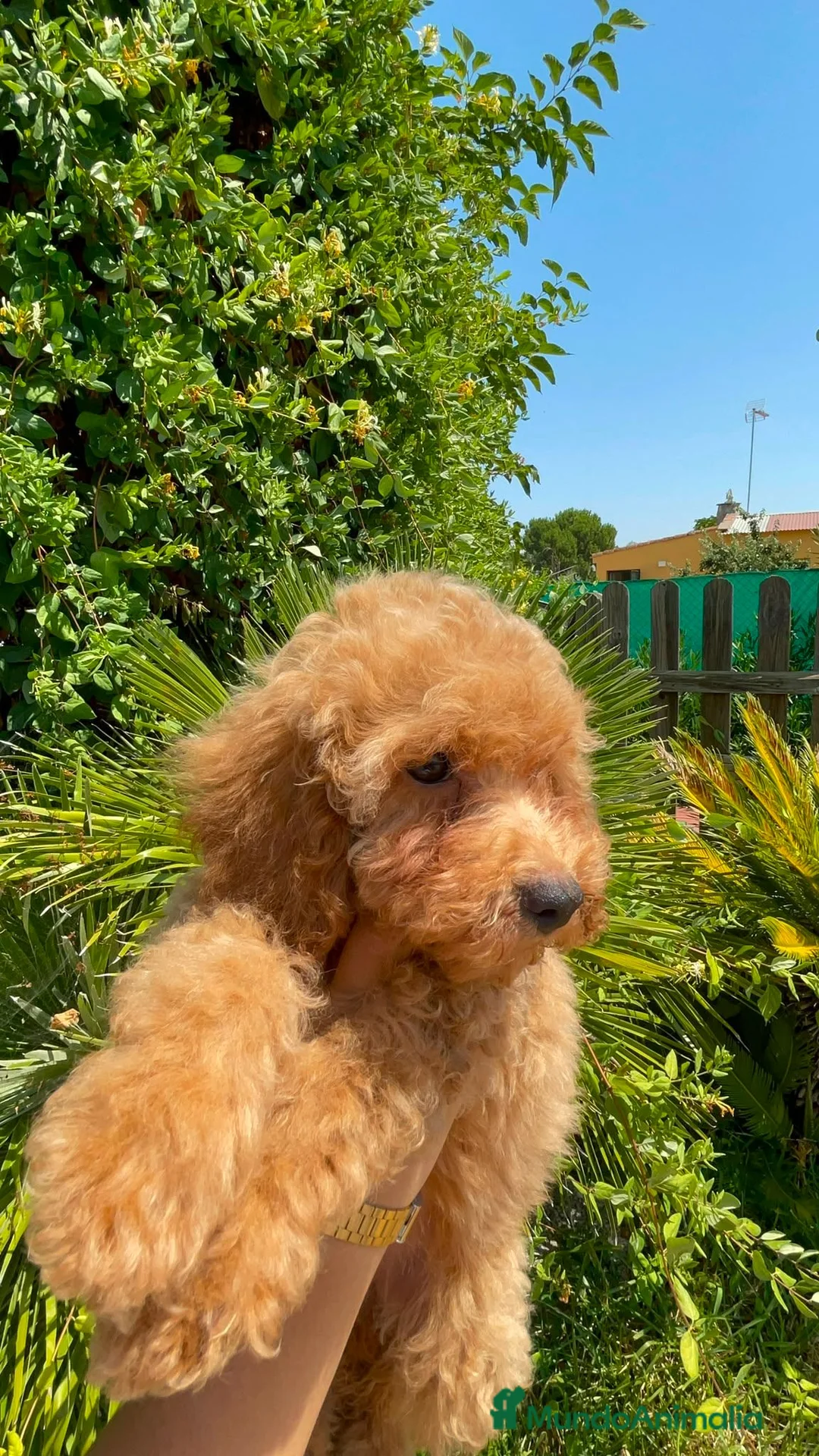 Caniche Mediano perros en venta: Cachorro Caniche  - Anuncio 16