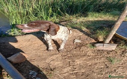 Braco Alemán de Pelo Corto perros en venta: Braco Alemán  - Imagen 5