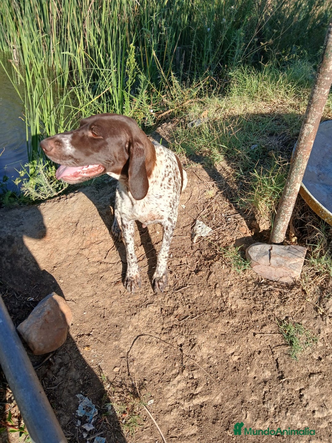 Braco Alemán de Pelo Corto perros en venta: Braco Alemán  - Imagen 5